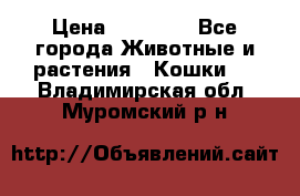 Zolton › Цена ­ 30 000 - Все города Животные и растения » Кошки   . Владимирская обл.,Муромский р-н